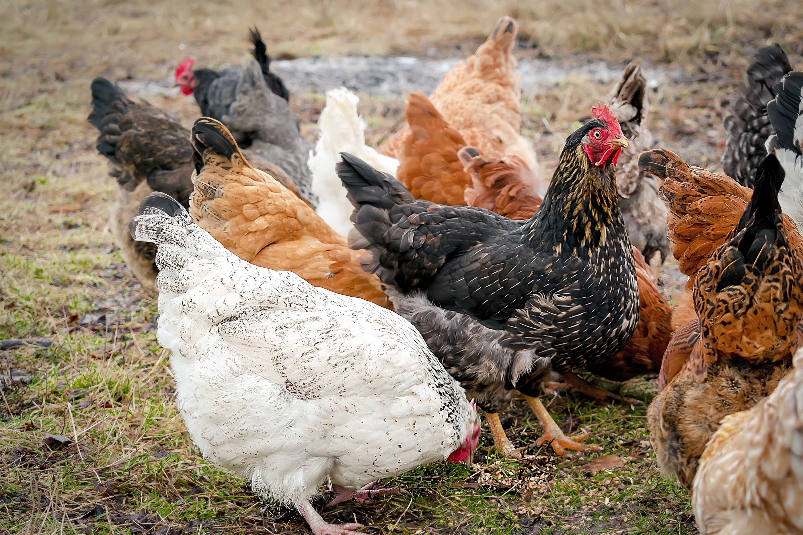 Backyard Chicken Stuff